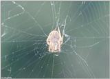 Orb Weaver