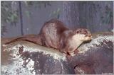 Oriental Small-clawed Otter (Amblonyx cinereus cinereus)