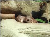 ...genbeck Zoo - Asian small-clawed otters (Aonyx cinereus)