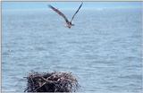 Osprey 3