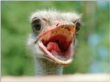 One of the best I've taken so far (I think) - Ostrich from the inside :-)