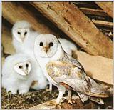 Re: OWLS -- Barn Owl