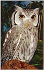 Re: OWLS --> White-faced Scops Owl (Otus leucotis)