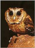 Re: OWLS