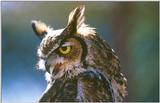 Great Horned Owl