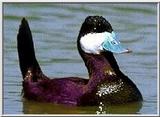 Ruddy Duck