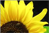 June Bug on Sunflower