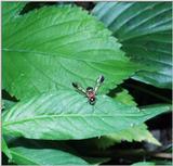 Wasp (#2)