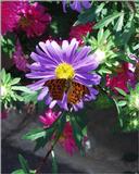 Butterfly & Flower