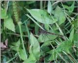 Black Dragonfly