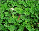 Dragonfly in Clover