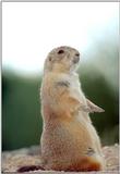 Prairie Dog Standing