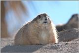 Re: prairiedog