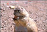 Re: prairiedog and note to Richardson