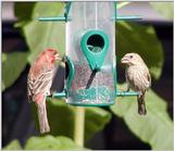 House finches