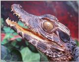 Schneider's Dwarf Caiman (Paleosuchus trigonatus)4