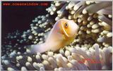 Another great shot from Palau.  Clownfish and Anemone