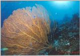 A tough wide angle of the huge Sea Fans of Palau.  w/signature