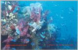The reefs of Palau are alive!