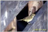 Palm Warbler - PalmWarbler1.jpg