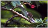 Pine Warbler 2 of 8 - PalmWarbler11.jpg (1/1)