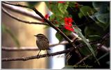 Pine Warbler 3 of 8 - PalmWarbler3.jpg (1/1)