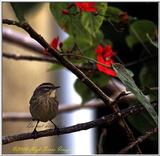 Pine Warbler 6 of 8 - PalmWarbler6.jpg (1/1)