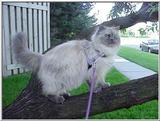 Pandora (himalayan) out for a walk