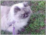 Pandora (himalayan) out for a walk