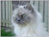 Pandora (himalayan) out for a walk