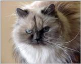 Pandora the Himalayan (cat)