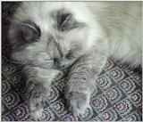 Sleepy Pandora (himalayan) ...