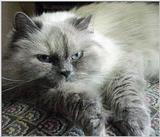 Sleepy Pandora (himalayan) ...