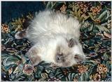 Pandora (cat) lounging on couch