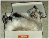 Pandora (cat) relaxing in a shoebox