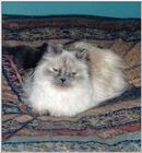 Pandora (cat) on bed