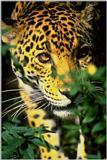 Panther
