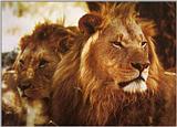Lions