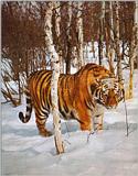 Tiger-in-Snow