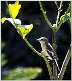 Spotted Flycatcher 1 of 5 - Papamoscas1.jpg (0/1)