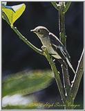 Spotted Flycatcher 2 of 5 - papamoscas2.jpg (1/1)