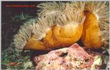 An awesome photo of a huge Anemone shot in Papua New Guinea