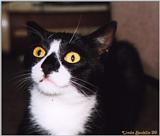 Patch - Cat