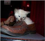 Cute Young Siamese Cat !