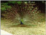 Peacock - blue peafowl (Pavo cristatus)