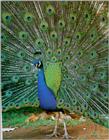 Peacock (J00) - Indian blue peafowl (Pavo cristatus)