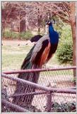 peacock - blue peafowl (Pavo cristatus)