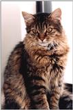 Cats:Portrait of Penny