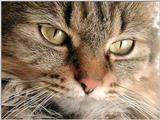 Penny the Cat