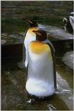 Penquins